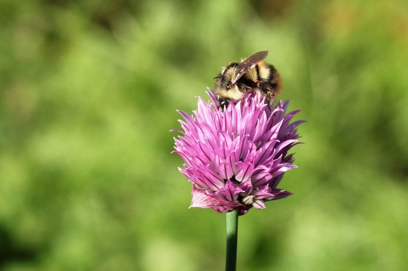 10 plants to attract (and feed) honeybees LifeGate