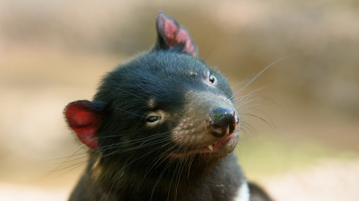The Tasmanian devil is beating a deadly cancer | LifeGate