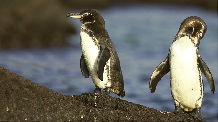 The Galapagos penguin population has doubled | LifeGate
