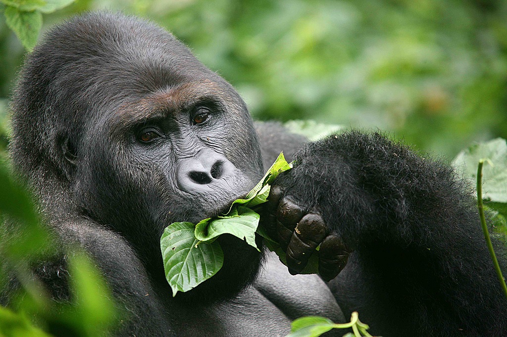 Why are gorillas becoming extinct?