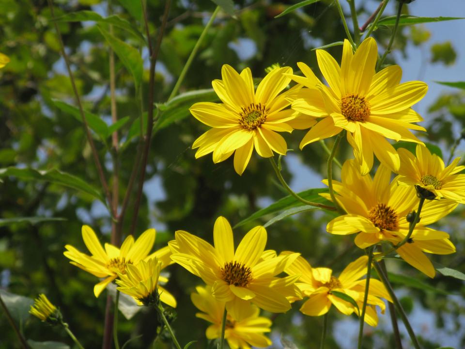 10 plants to attract (and feed) honeybees LifeGate