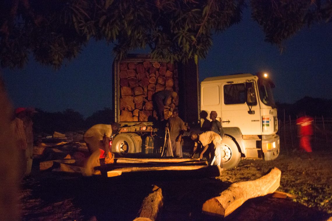 The illegal rosewood trade is funding armed conflict in Senegal LifeGate