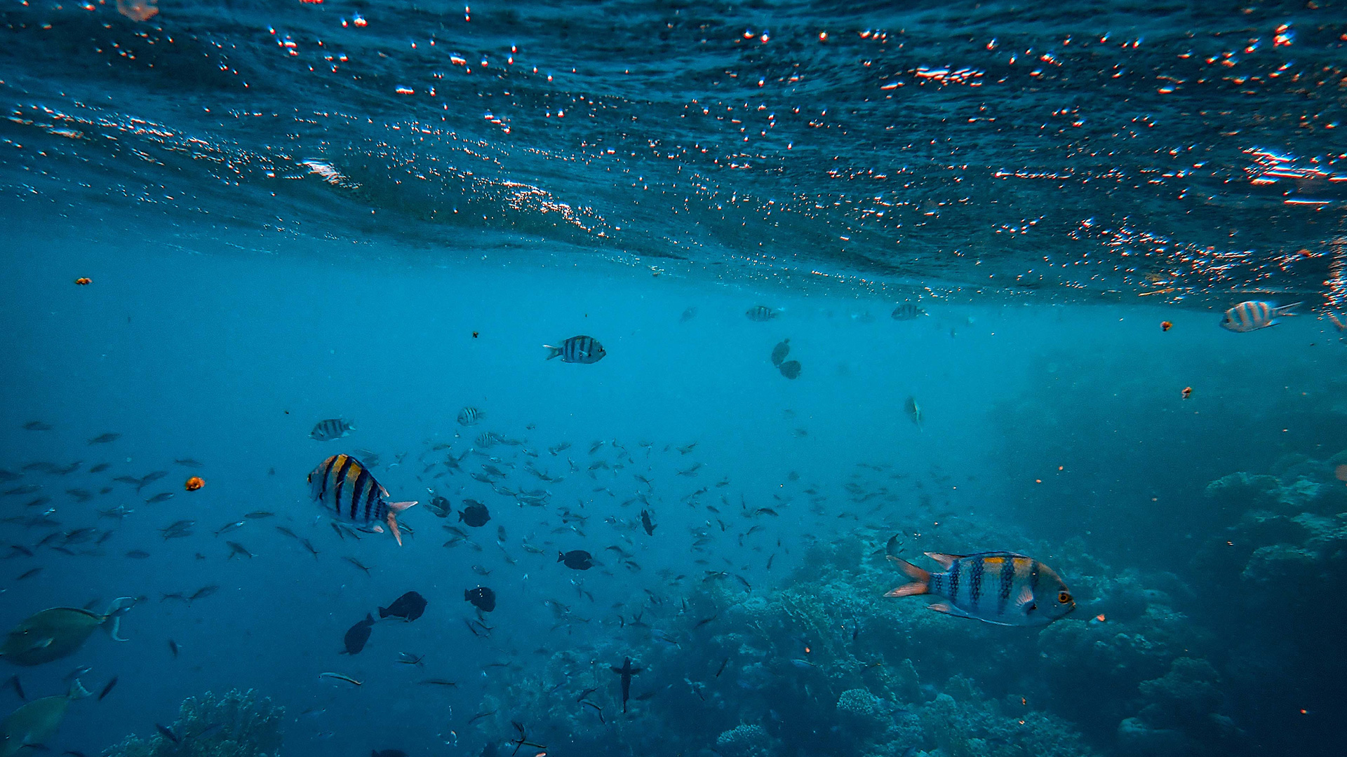 Welcome to the UN Decade of Ocean Science - Vimarsana News