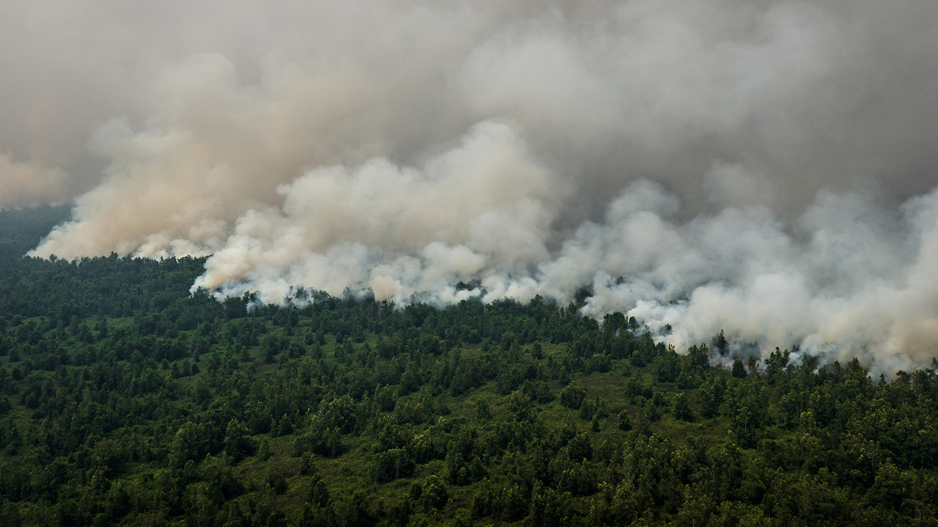 Despite successes in Indonesia, we can't let our guard down in fighting against deforestation - Vimarsana News