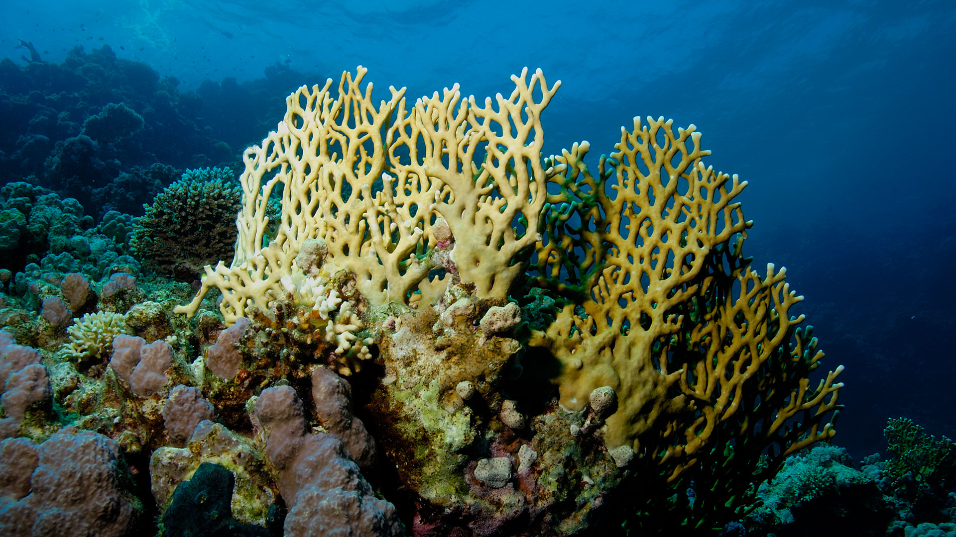 Mexico's supreme court has ruled to protect the wetlands and reef in Veracruz - Vimarsana News