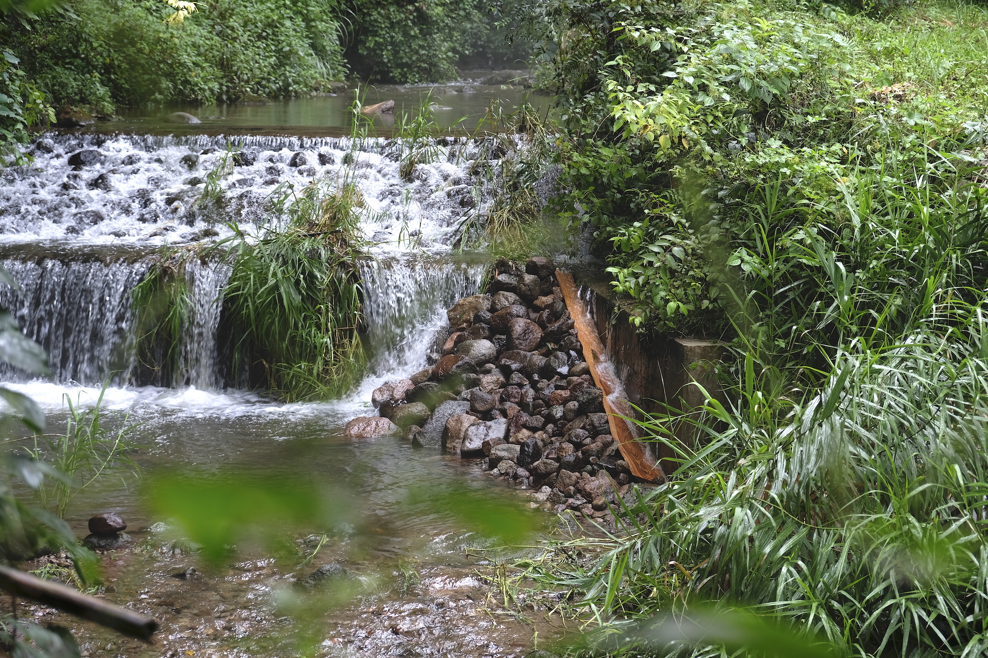 Japanese giant salamander ramp by Sustainable Daisen