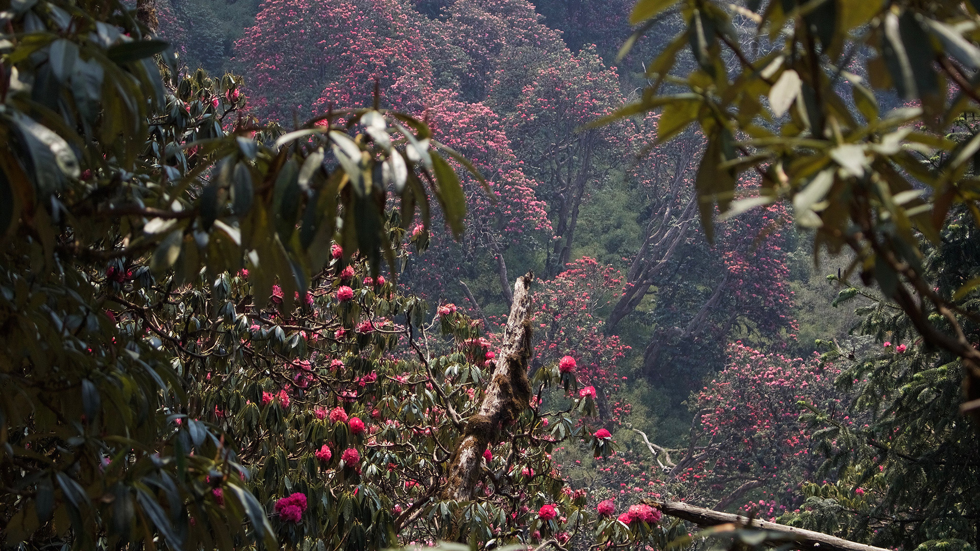 Tree cover in Nepal has doubled since forests were entrusted to local communities - Vimarsana News