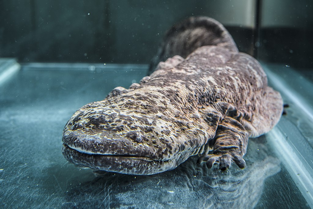 Chinese giant salamander at Prague Zoo