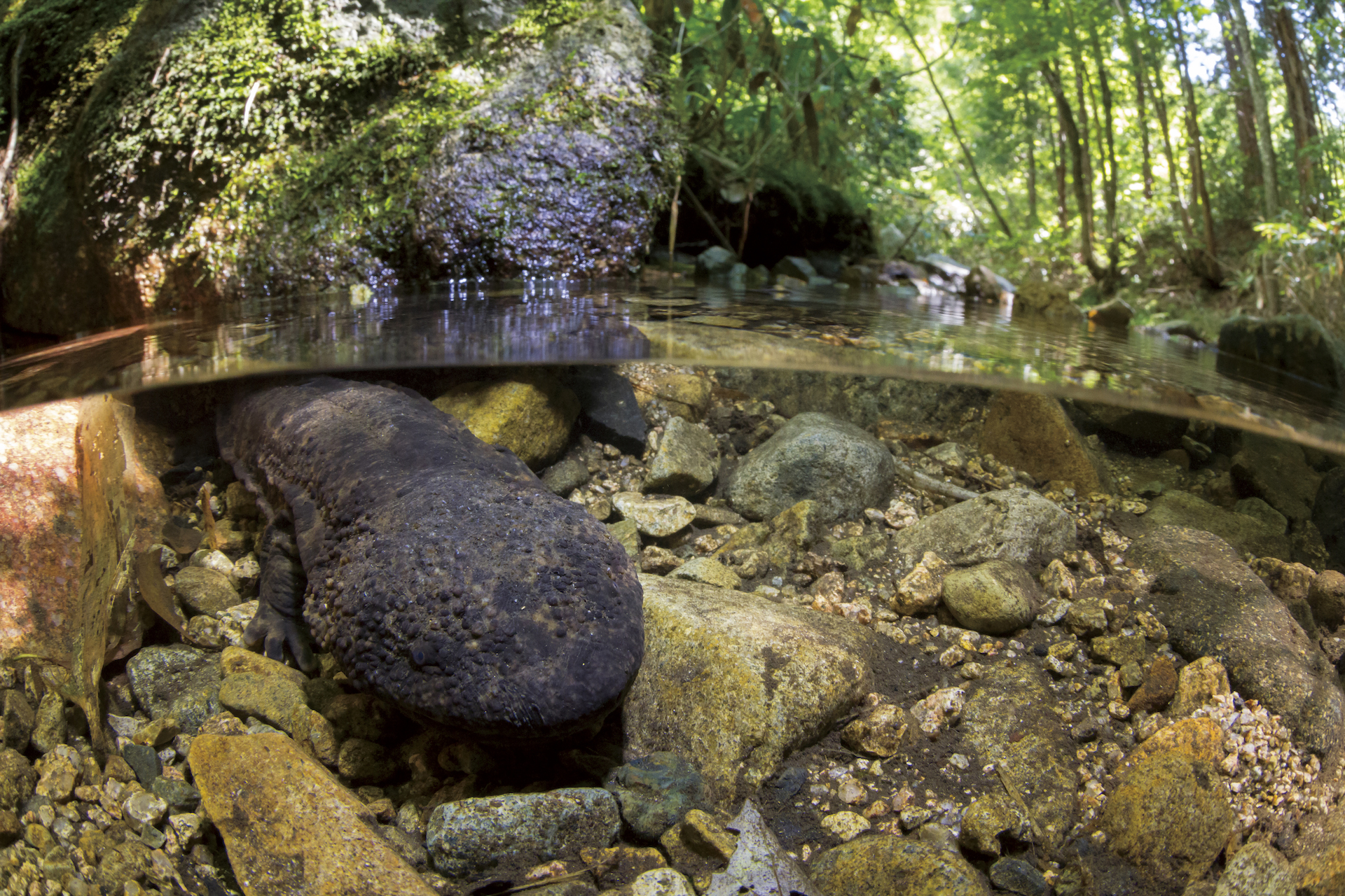 Japanese giant salamander_C_TopOutImages Yukihiro Fukuda