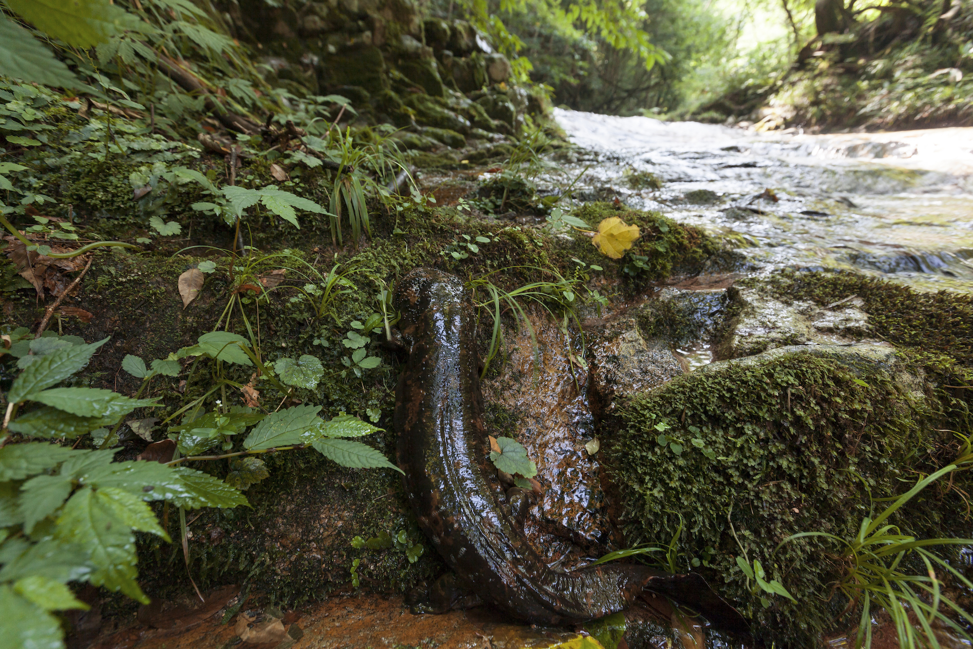 Japanese giant salamander_C_TopOutImages Yukihiro Fukuda
