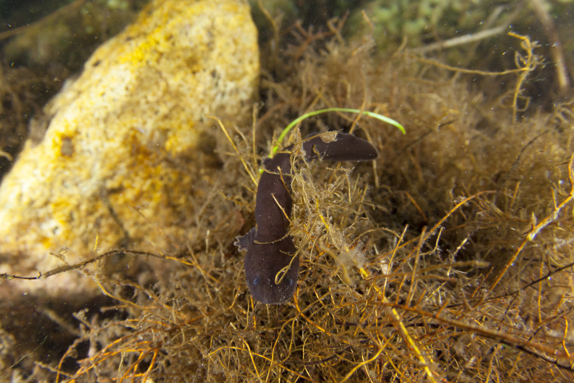 A Japanese giant salamander juvenile © TopOutImages/Yukihiro Fukuda