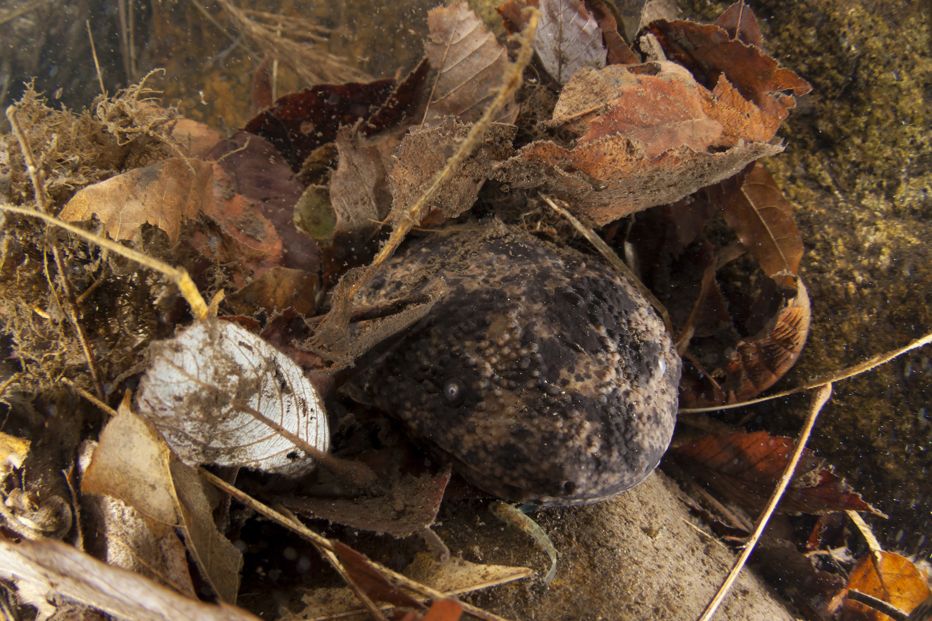 Japanese giant salamander_C_TopOutImages Yukihiro Fukuda