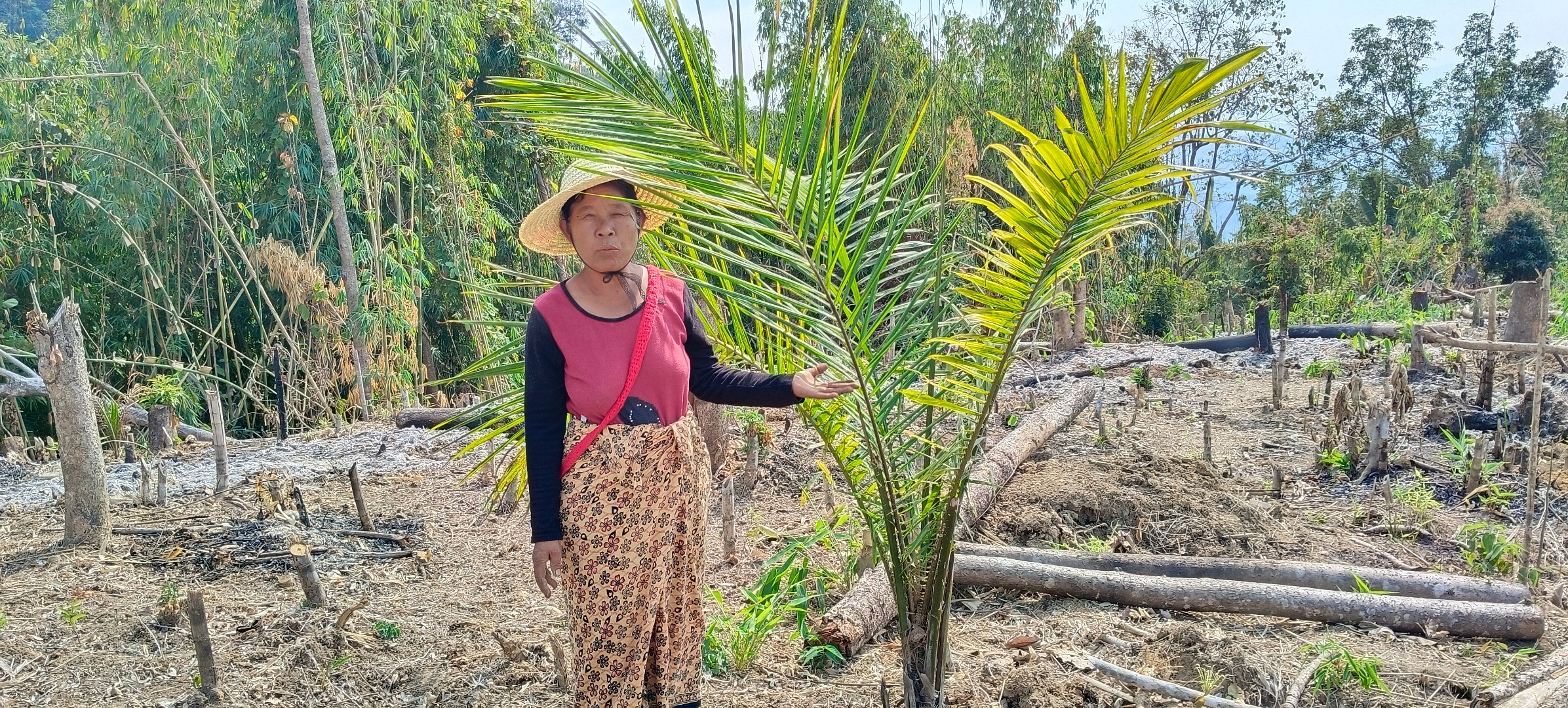 Controversial slashandburn farming method destroys green cover in