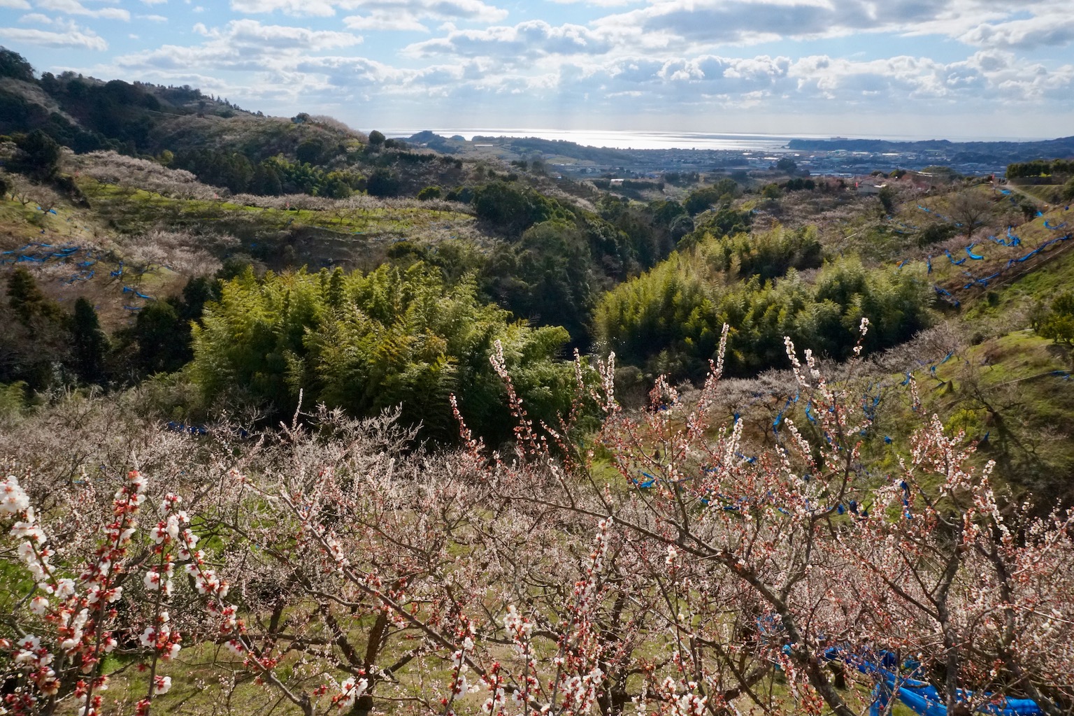 Frutteti di ume di Minabe bairin