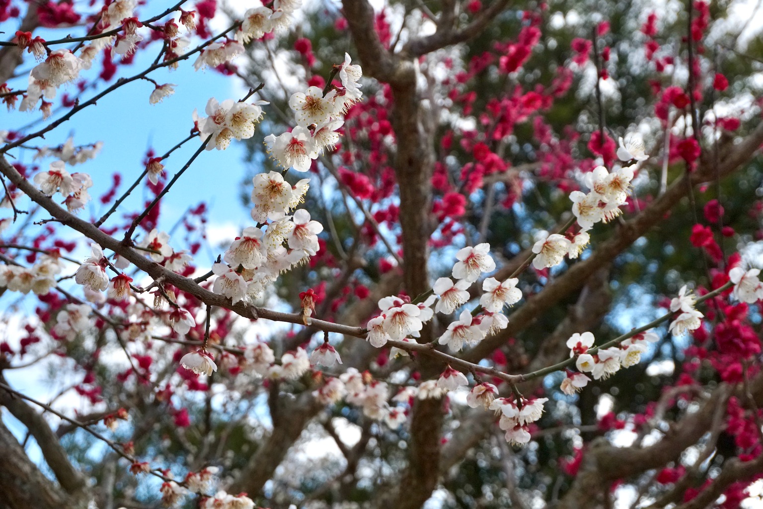 Fiori di ume a Minabe Giappone