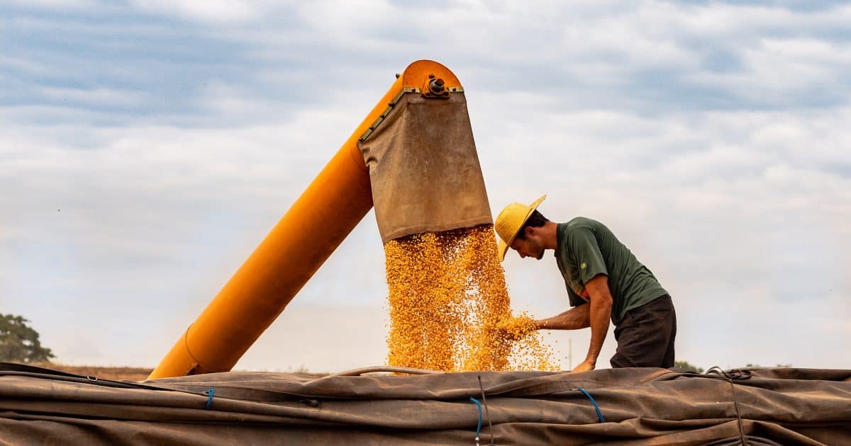 Imported food in the European Union: Slow Food calls for mirror measures. The analyses on corn and wheat