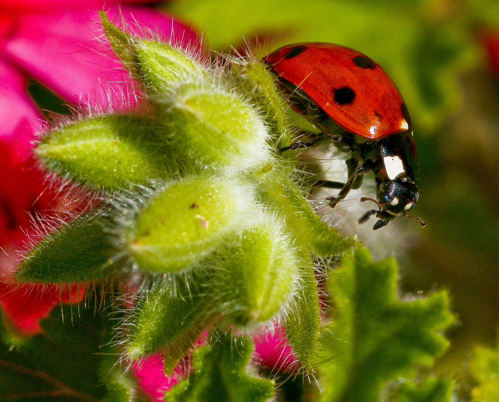 10 plants to attract ladybugs in your garden LifeGate