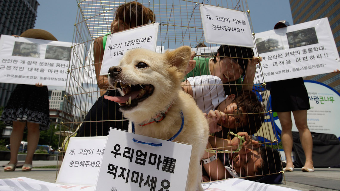 South Korea closes its biggest dog meat market LifeGate