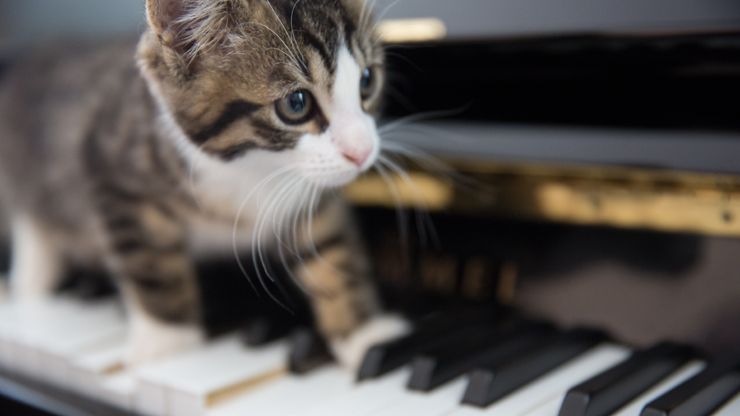 Classical Music Relaxes Cats In Surgical Theatres