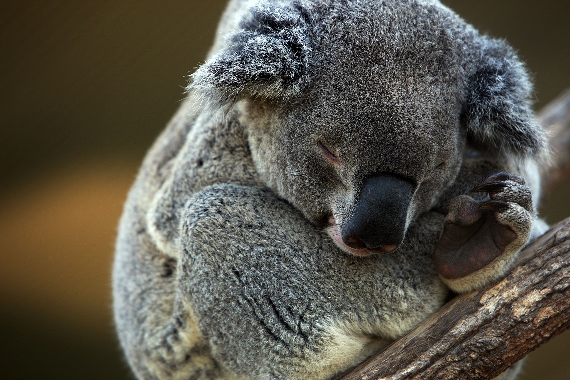 Koalas are functionally extinct LifeGate