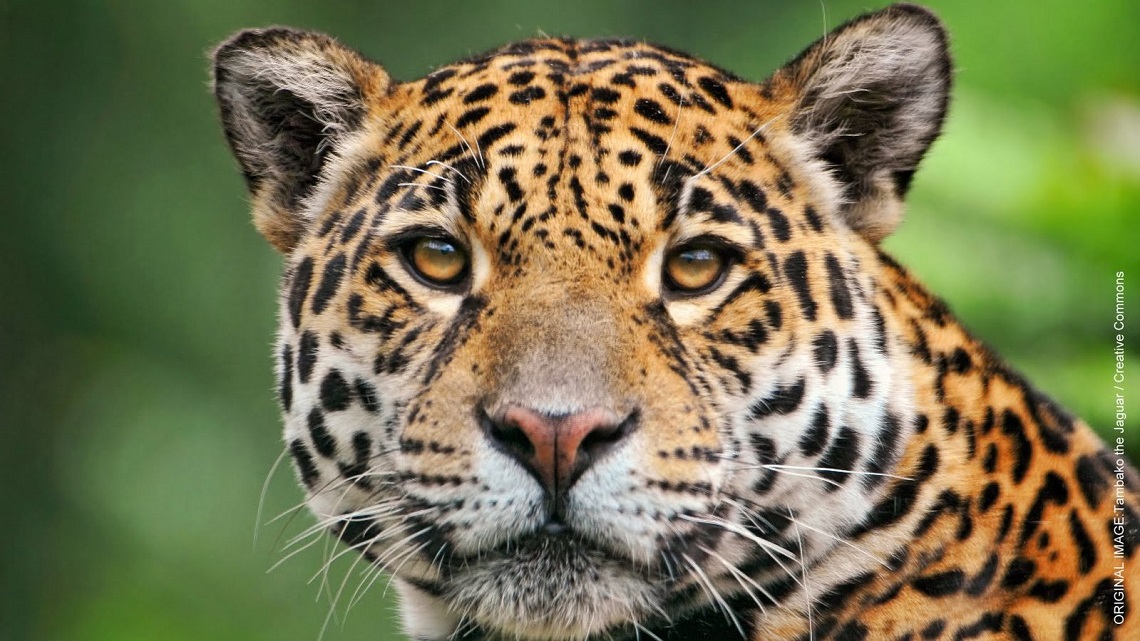 Panthera-onca.jpg