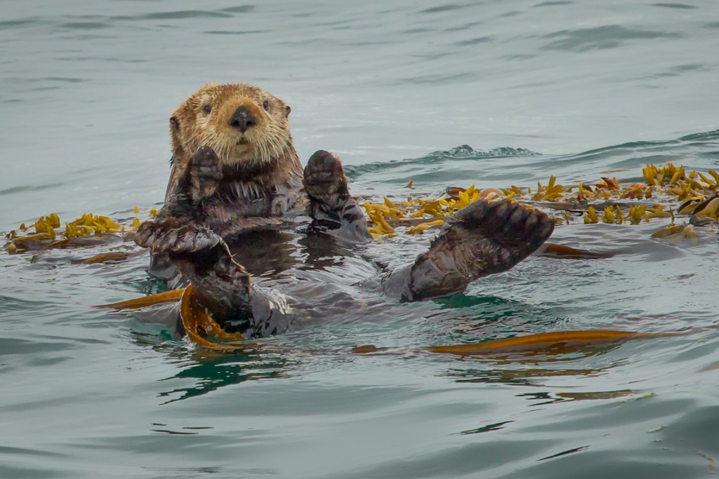 Sea otters help fight climate change