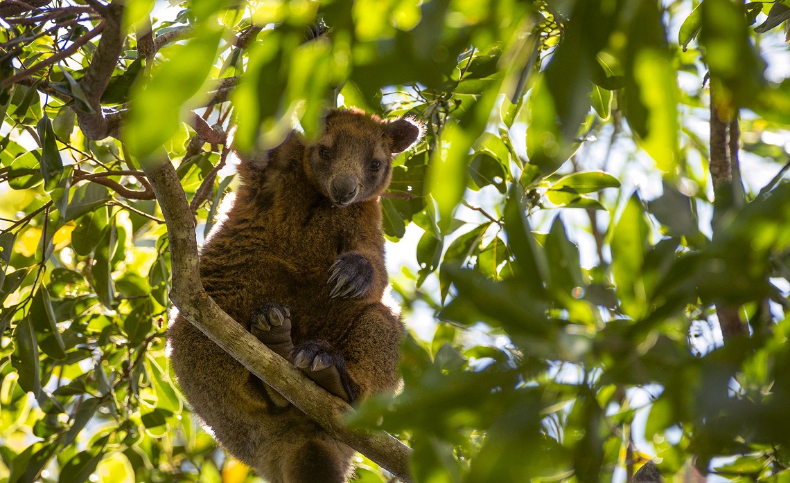 Arboreal Animals Chart