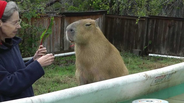 capibara domestico