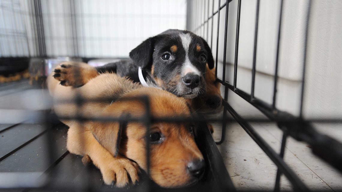 Boston bans pet shops from selling animals LifeGate