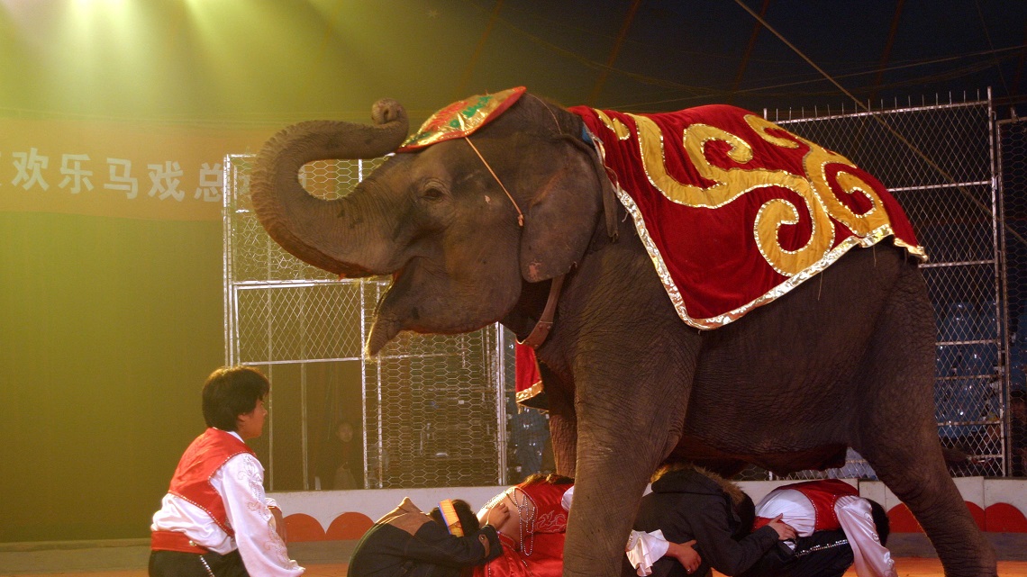 Madrid bans circuses with wild animals LifeGate