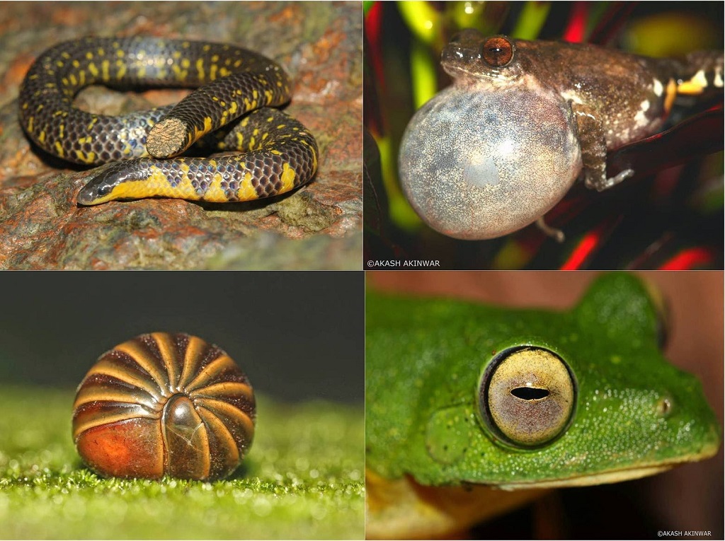 176 new animal species discovered in India - LifeGate