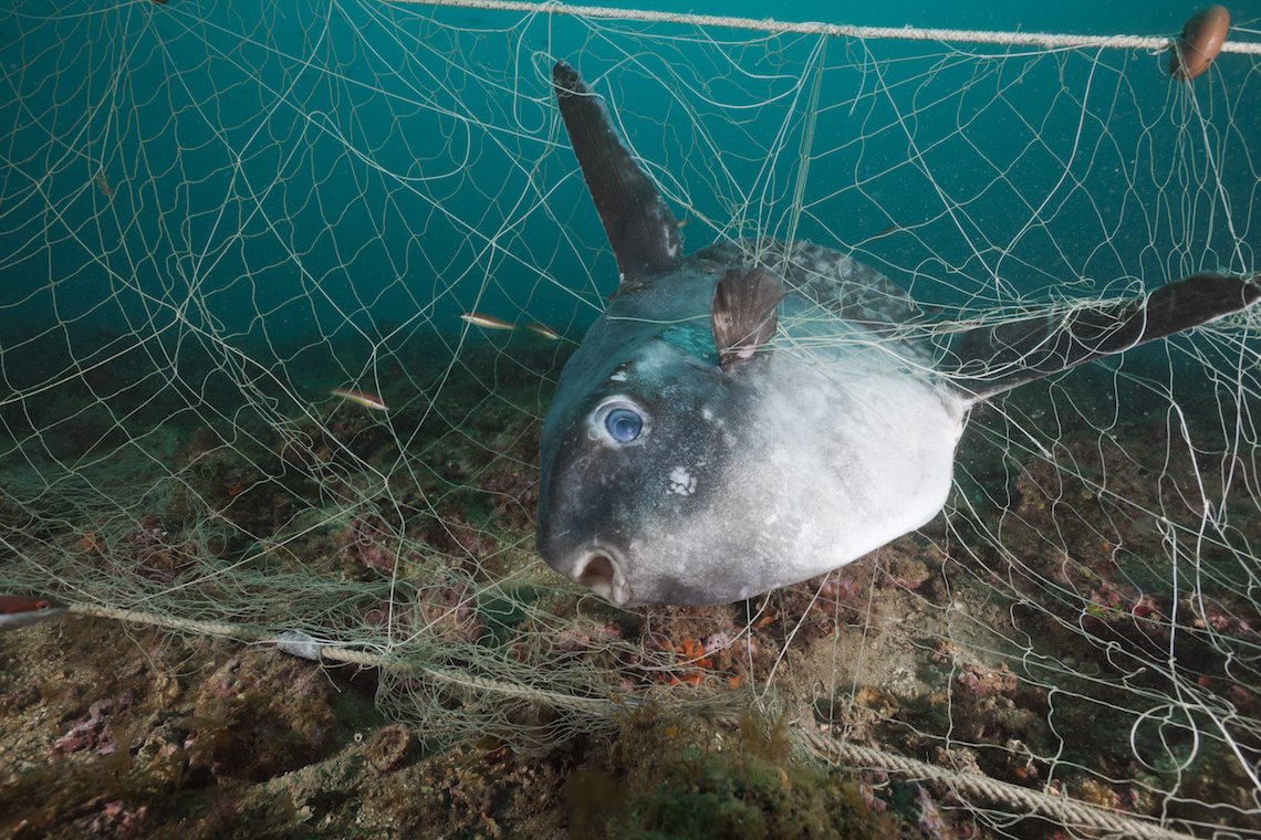 New biodegradable nets could contribute to solving ghost fishing - LifeGate