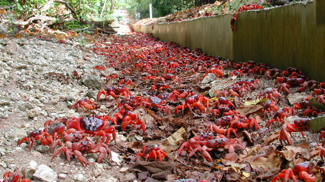 The strange ritual migration of 50 million red crabs on Christmas Island | LifeGate