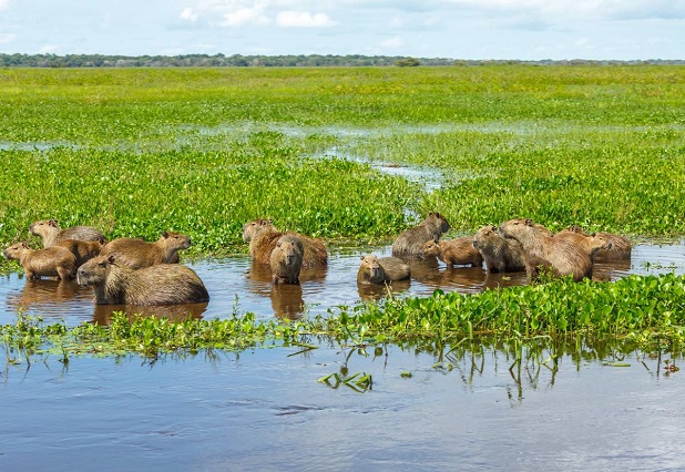 gruppo di capibara