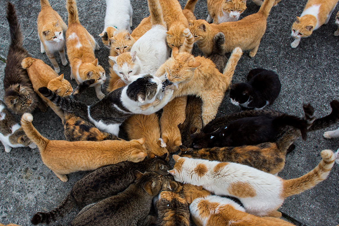 Aoshima, the Japanese island taken over by cats LifeGate