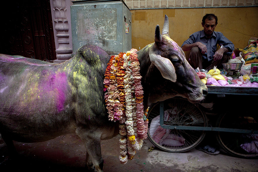 hinduism holy cows veganism in india 