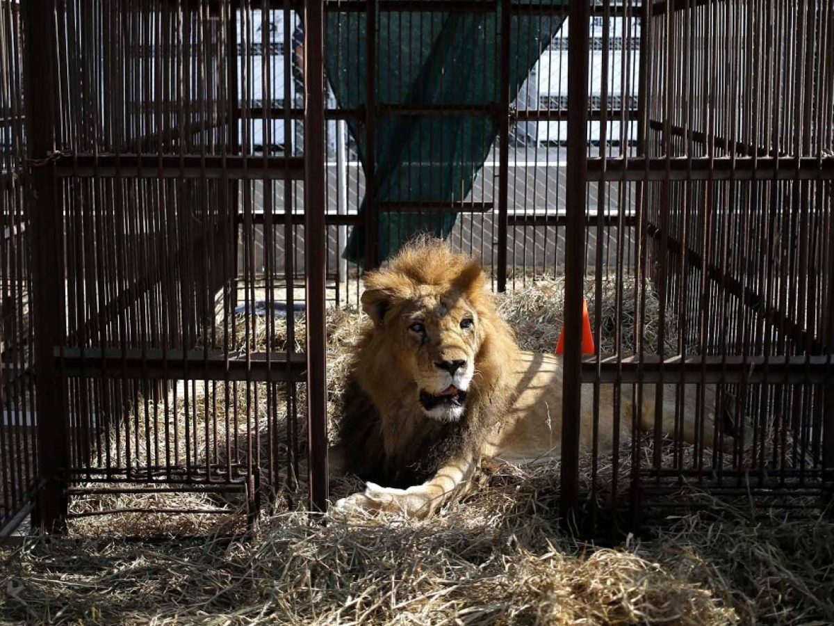 33 lions are returned to Africa after a life of confinement in circuses