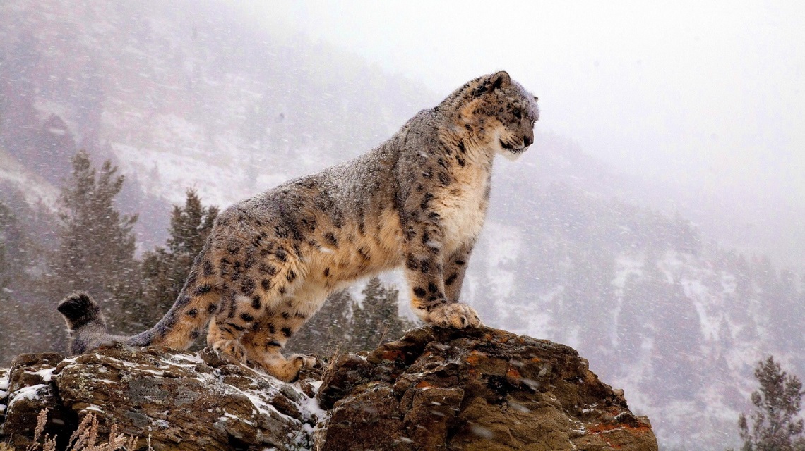 Snow leopards get closer to extinction as Himalaya gets warmer | LifeGate