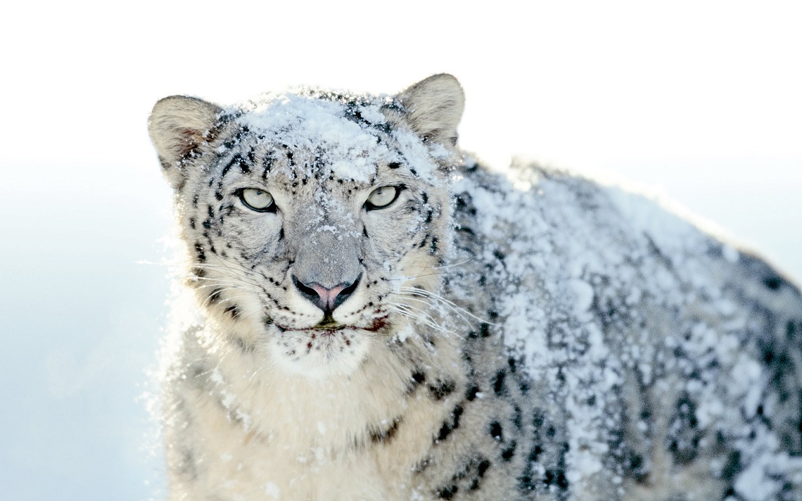 Snow leopards get closer to extinction as Himalaya gets warmer - LifeGate