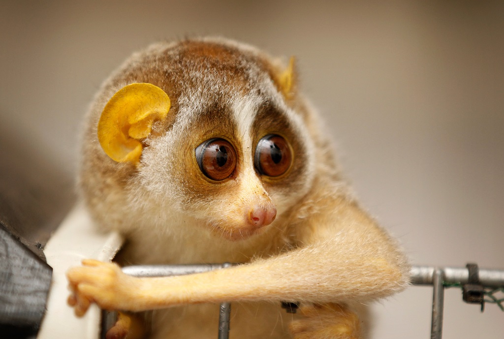 To see a slow loris smile don’t tickle it, leave it in the wild | LifeGate