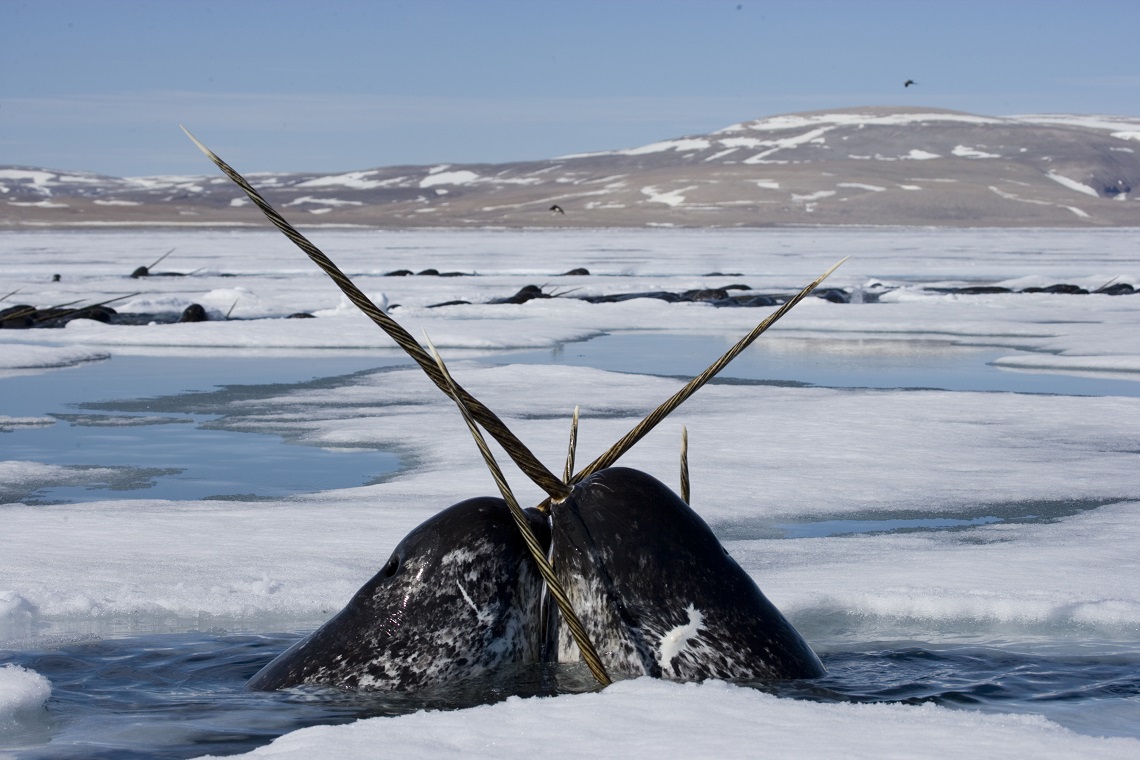 Legends And Truths About Narwhals The Mysterious Unicorns Of The 