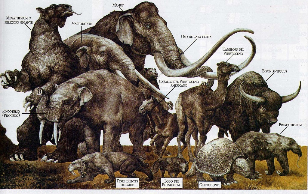 Megafauna: why large animals are becoming extinct, again - LifeGate
