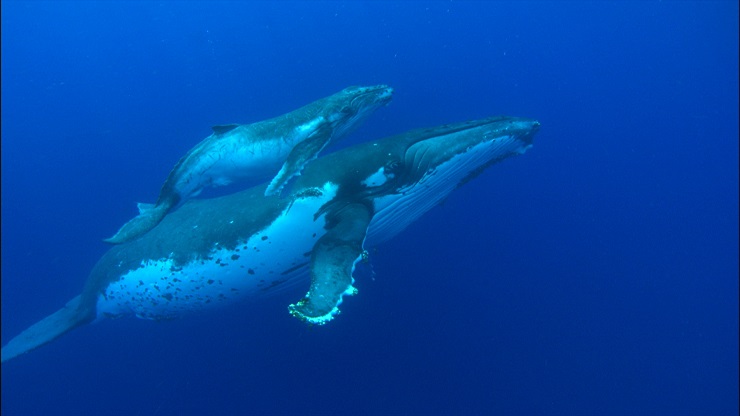 whale of milk ban on a Australia, are humpback back whales after hunting