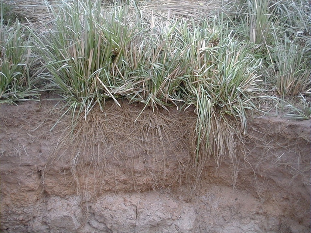 Vetiver. The plant that prevents hydrogeological instability LifeGate