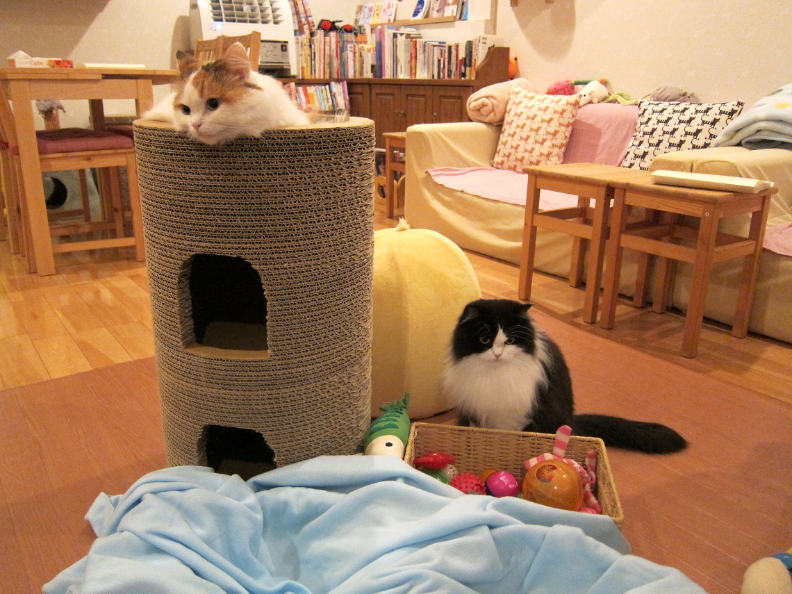 The Crazy Cat Café opens in Milan, the coffee bar with cats to cuddle