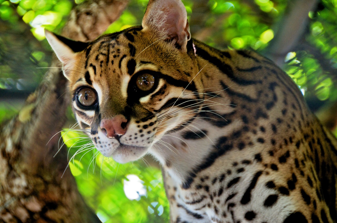 show me an ocelot