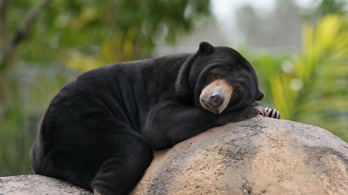Rare sun bear caught on camera in Myanmar LifeGate