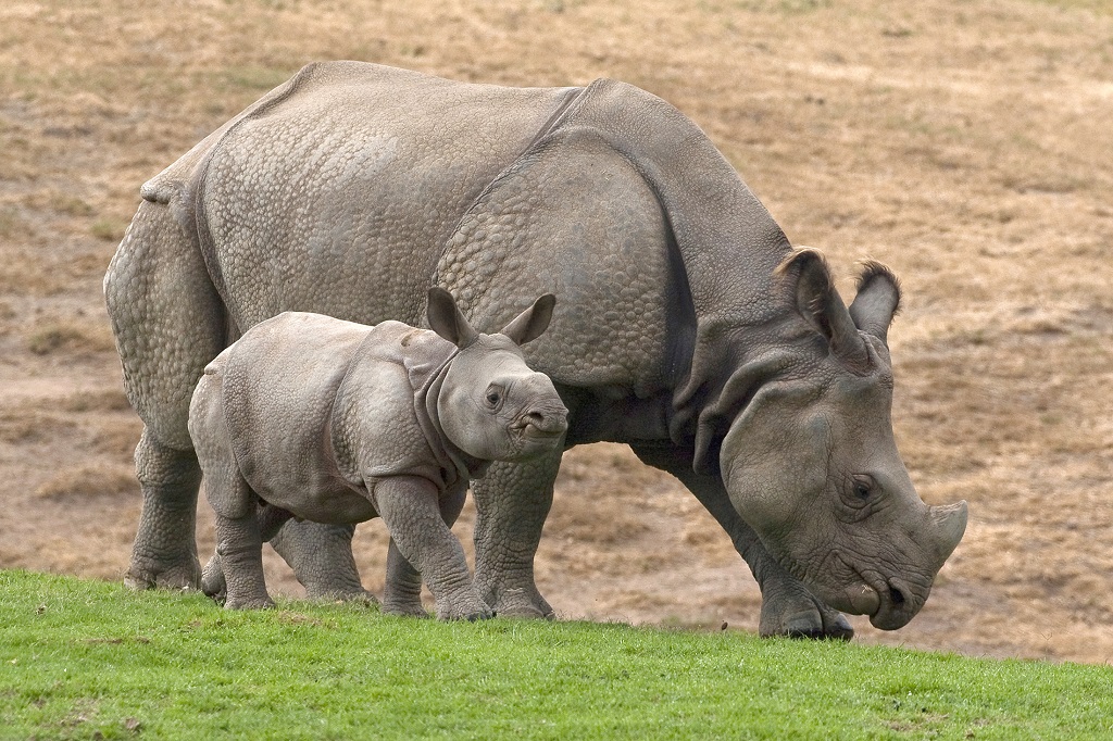 An Indian rhinoceros smiles new calf born in India LifeGate