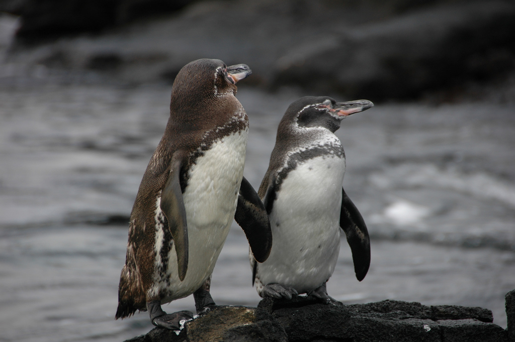Image result for GALAPAGOS PENGUIN