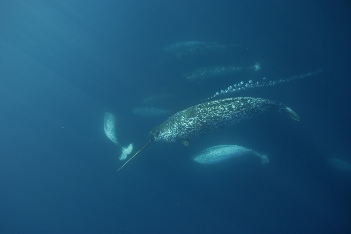Legends And Truths About Narwhals The Mysterious Unicorns Of The 